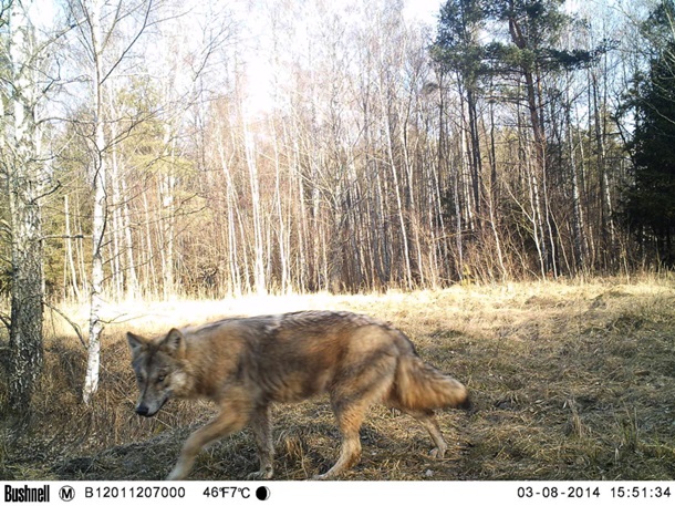 Волк в Чернобыле