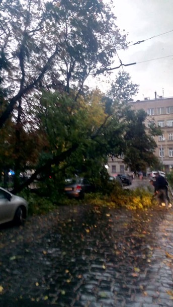 Во Львове сильный ветер повалил деревья