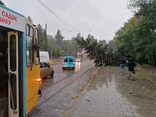 Во Львове сильный ветер повалил деревья