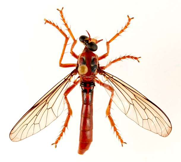 Новые виды мух назвали в честь героев Marvel