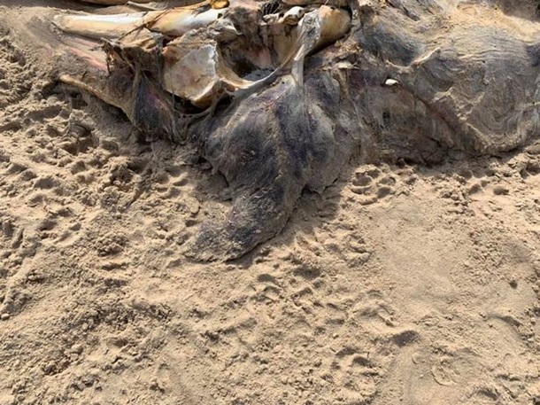 На пляже нашли 4-метровую тушу неизвестного существа. ФОТО