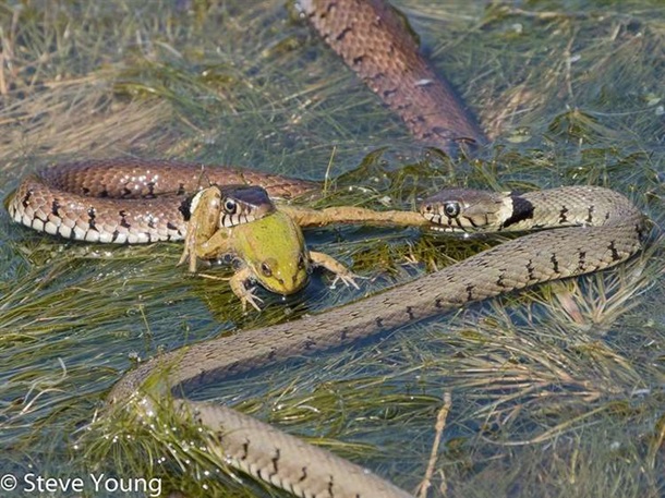 Фотограф снял драку голодных змей за лягушку. ФОТО
