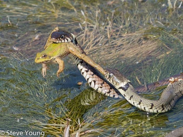 Фотограф снял драку голодных змей за лягушку. ФОТО