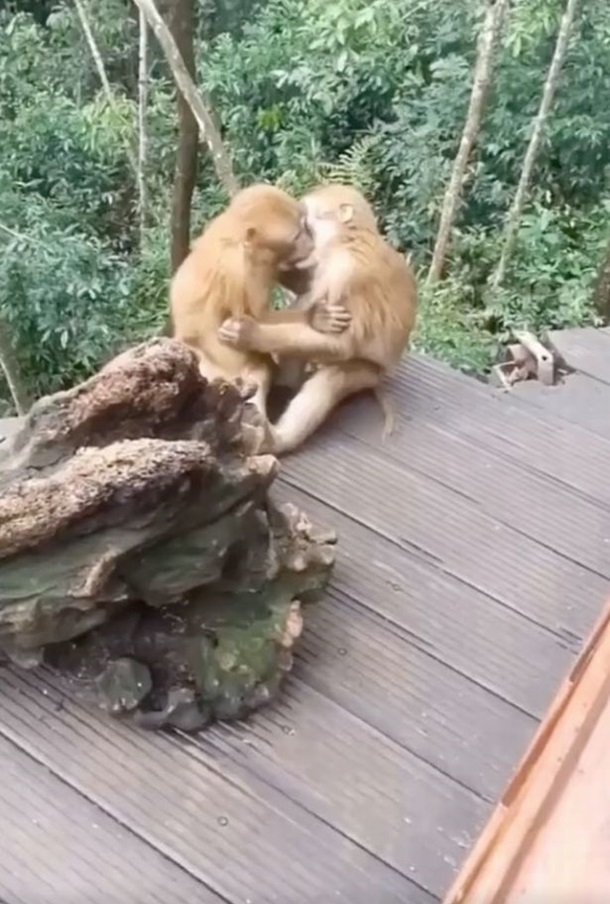 \"Человеческий\" поцелуй обезьян попал на видео
