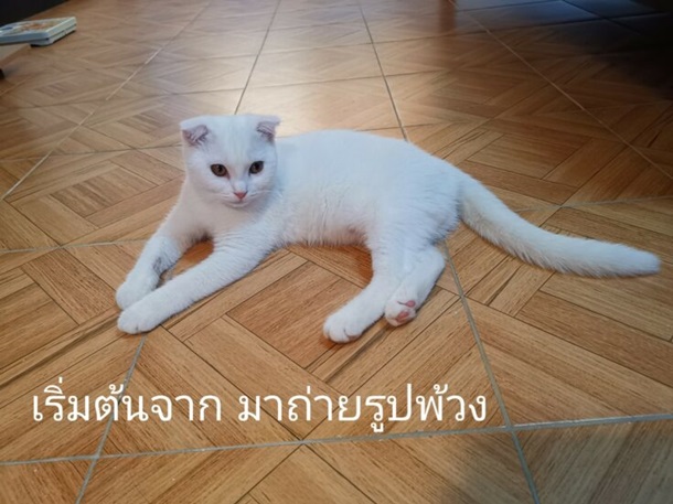 Жительница Таиланда \"залечила\" кошку до желтой шерсти. ФОТО