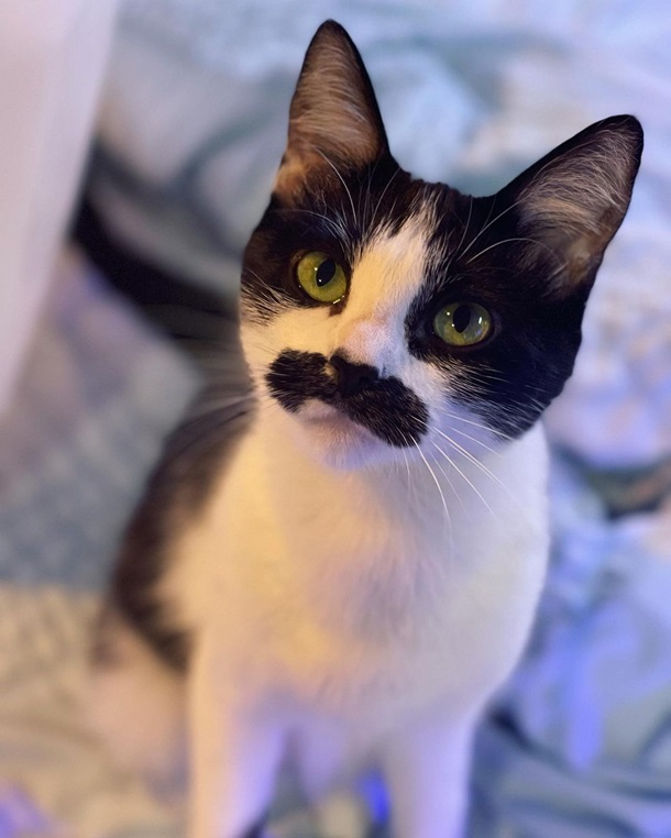 Кошка с усами Фредди Меркьюри прославилась в сети