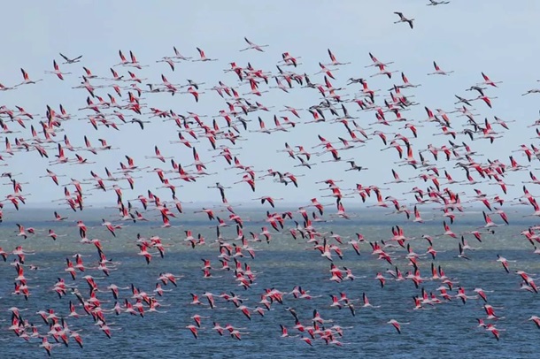 В Одесскую область прилетели более 1000 розовых фламинго