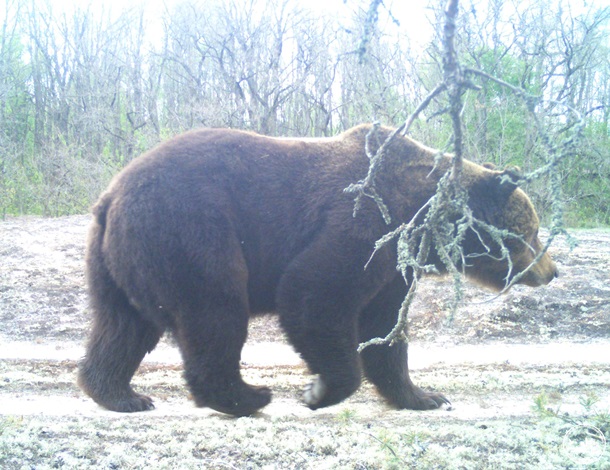 В Чернобыльской зоне заметили бурого медведя