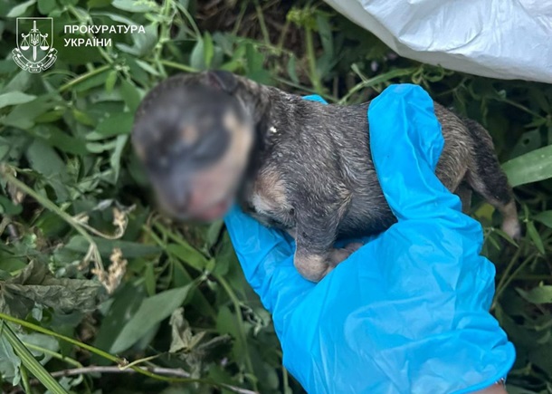 В Киеве на мусорку выбросили живых щенков в пакете В Киеве на мусорку выбросили живых щенков в пакете
