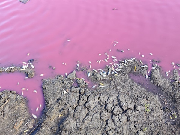 На Одещині масово загинула риба у рожевій водоймі На Одещині масово загинула риба у рожевій водоймі