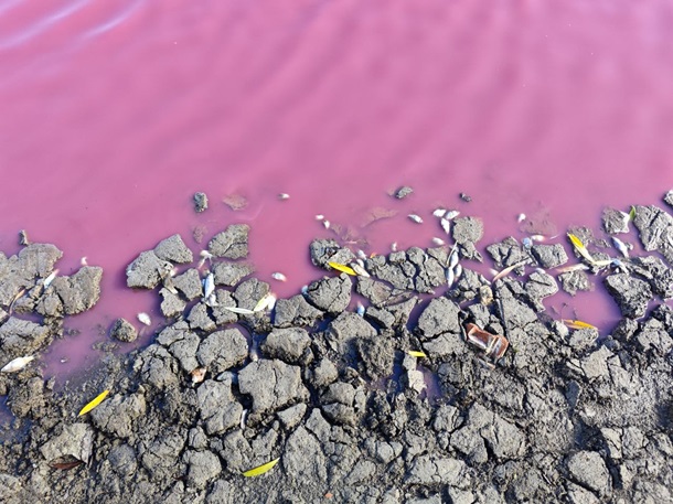 На Одещині масово загинула риба у рожевій водоймі На Одещині масово загинула риба у рожевій водоймі