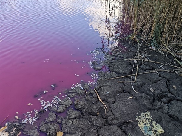 На Одещині масово загинула риба у рожевій водоймі На Одещині масово загинула риба у рожевій водоймі