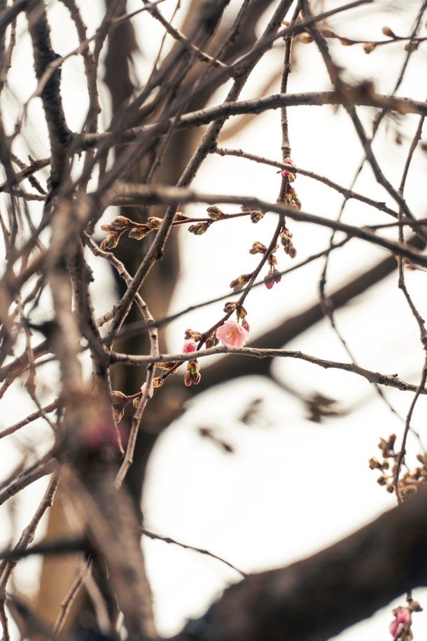 У Мукачеві зацвіла &laquo;шалена&raquo; сакура: у чому її особливість (фото)
