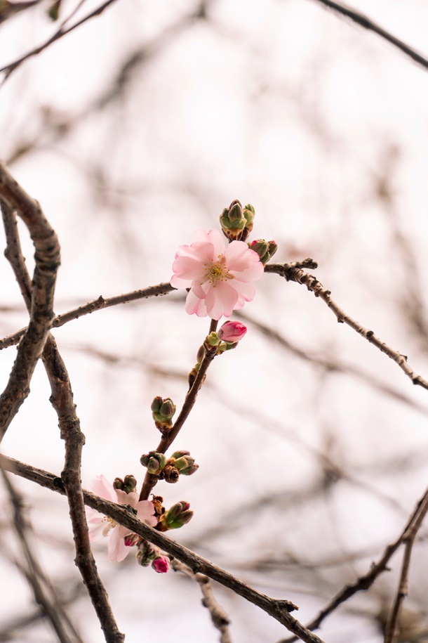 У Мукачеві зацвіла &laquo;шалена&raquo; сакура: у чому її особливість (фото)