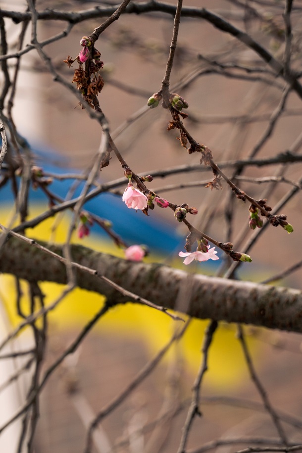 У Мукачеві зацвіла &laquo;шалена&raquo; сакура: у чому її особливість (фото)