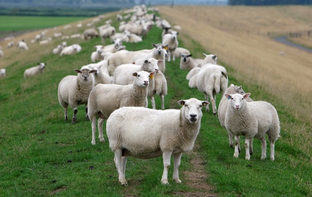 Немцы борются с бессонницей, считая овец