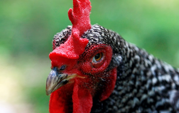 Агрохолдинг Мироновский хлебопродукт начал поставки курятины в ЕС