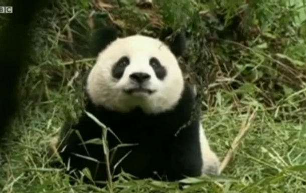 Би-би-си: Почему китайские зоологи притворяются пандами?