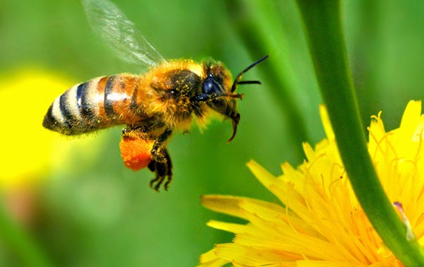 Пчелы обладают одной из типично  человеческих  способностей - ученые