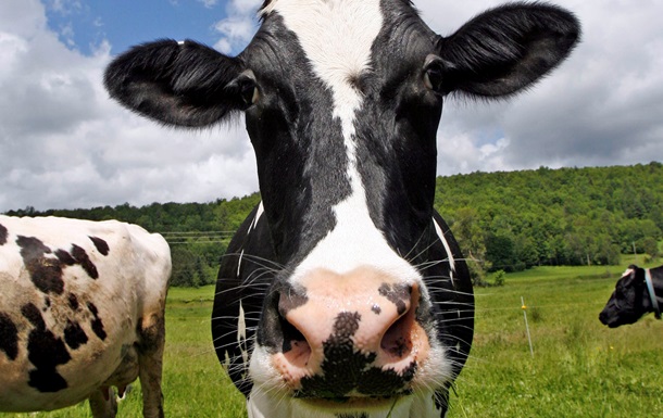 Полиция Калифорнии поймала похитителя костюмов коров