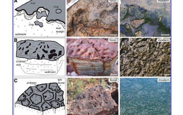 В Австралії знайшли найдавніші скам янілості