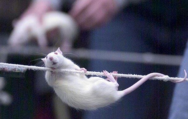 Японским биологам удалось вылечить мышей от паралича