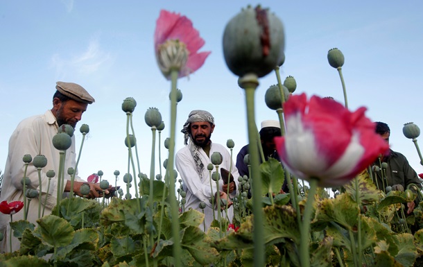 В Афганістані виростили рекордний урожай опійного маку