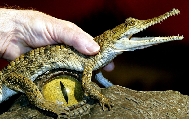 Німецькому зоопарку довелося дати крокодилові Фіделю нове ім я через скарги відвідувачів