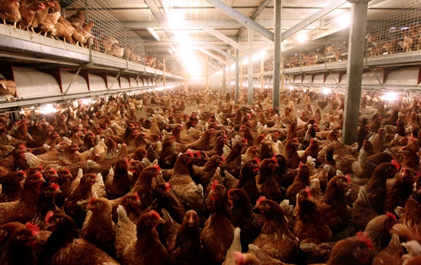 Крупнейший украинский производитель курятины почти на 50% сократил прибыль по итогам девяти месяцев
