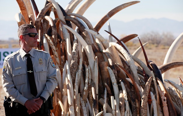 В США уничтожили шесть тонн слоновой кости, конфискованной у контрабандистов