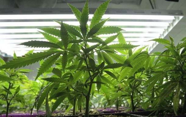 У канадському будинку престарілих Forever Young виявили понад півтисячі кущів марихуани