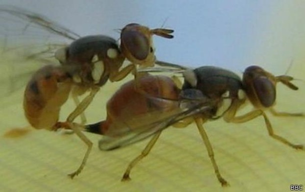В Европе планируют опробовать генномодифицированных мух