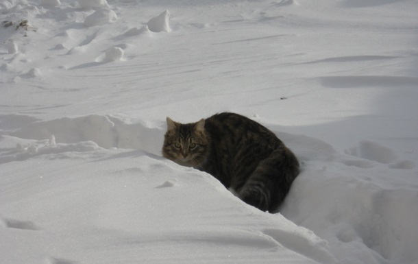 Коти і сніг