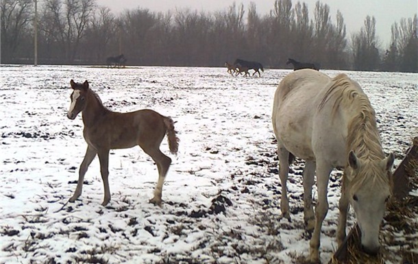Лошади на Украине на грани вымирания