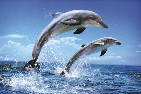 Дельфинарии -- тюрьмы для дельфинов.