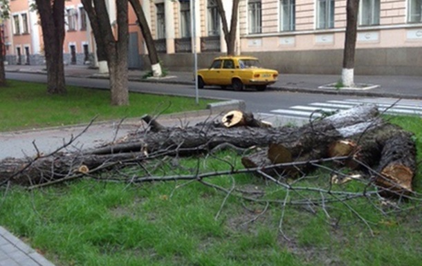 В центре Киева возле офиса Партии регионов спиливают старые каштаны