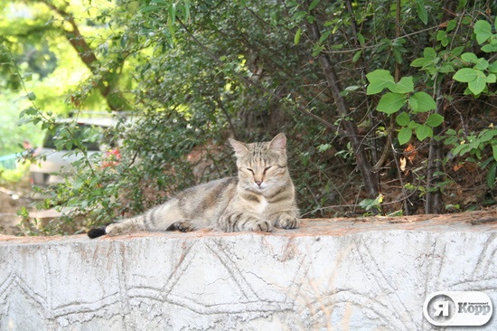 Ситі, нахабні і ледачі: 50 котів на курорті Гурзуф