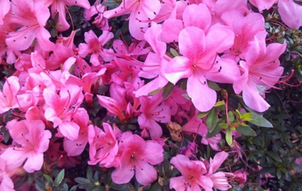 Цуцудзи - цветок мая