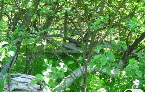 Одно из чудес Украины - яблоня-колония в Кролевце Сумской области