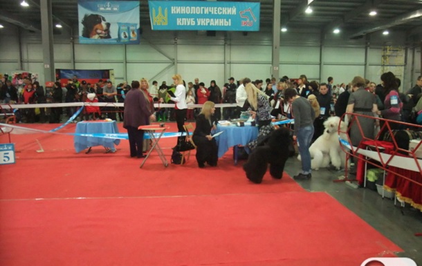 Змагання собак в КиївЕкспоПлазі