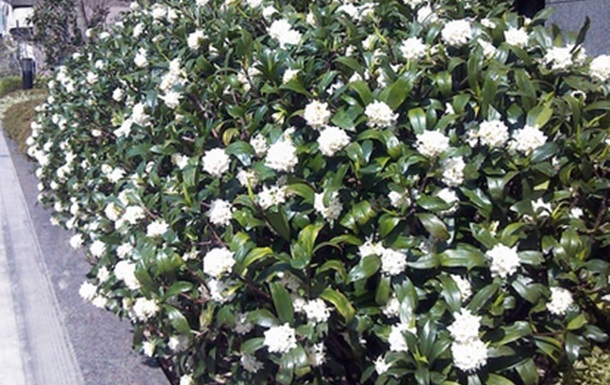 Дзинчёгэ - цветок марта