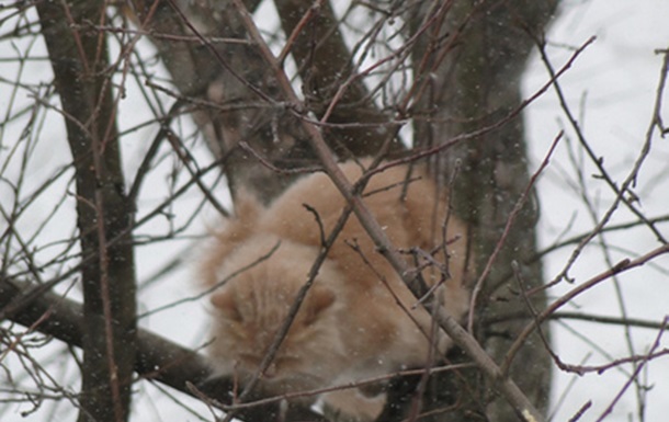 В Донецке кот четвертые сутки не может слезть с дерева