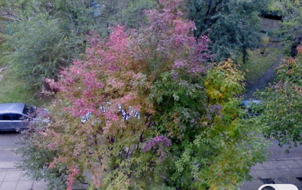Осень под моим окном