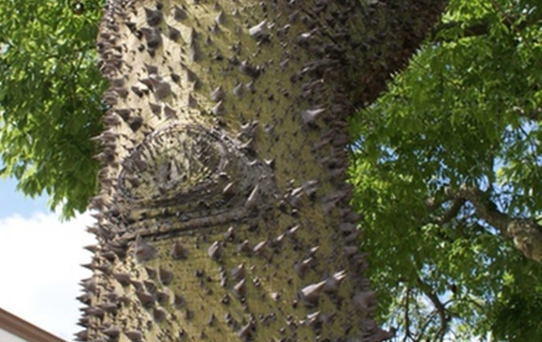 Антивандальное дерево с шипами