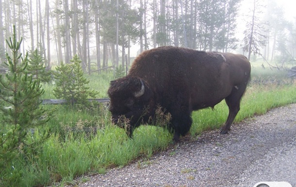 Животные в Yellowstone National Park