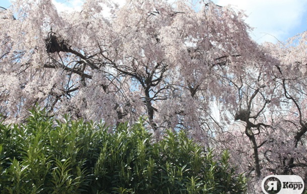 Вашингтонський вишнецвіт