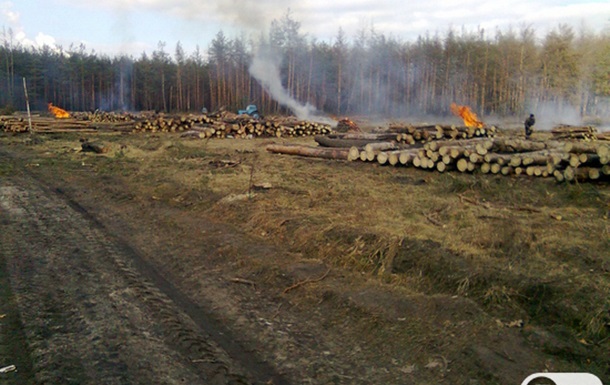 Массовая вырубка леса в Киеве