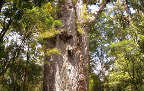 Каури - гигантские священные деревья маори и планеты Пандора. День 4