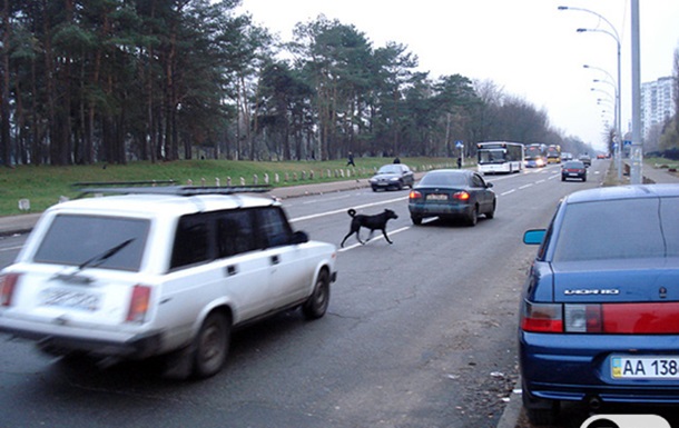 Собаки помогают водителям соблюдать ПДД
