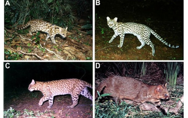 У Бразилії виявили невідомий вид диких кішок